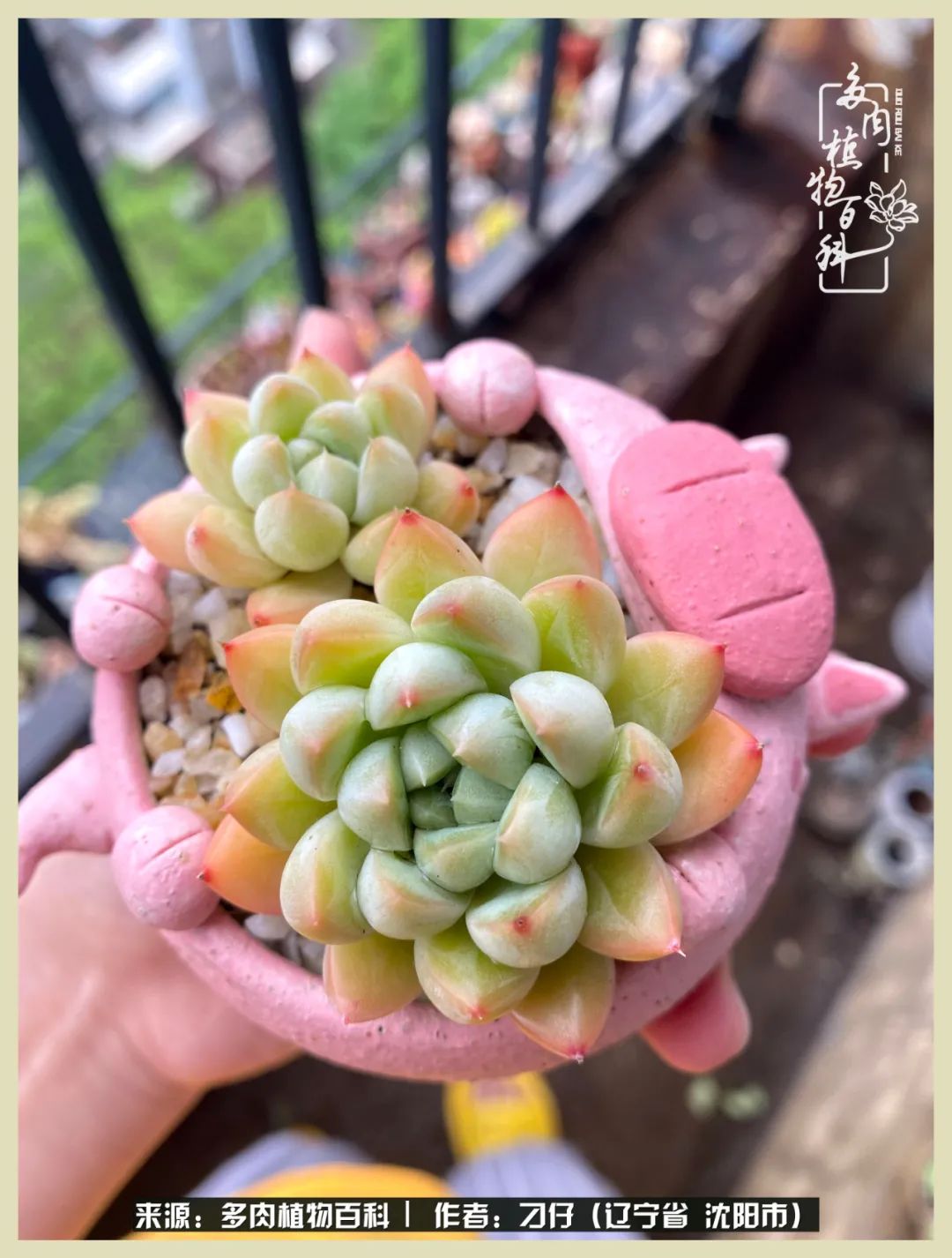 三年时间,多肉能养成什么样?