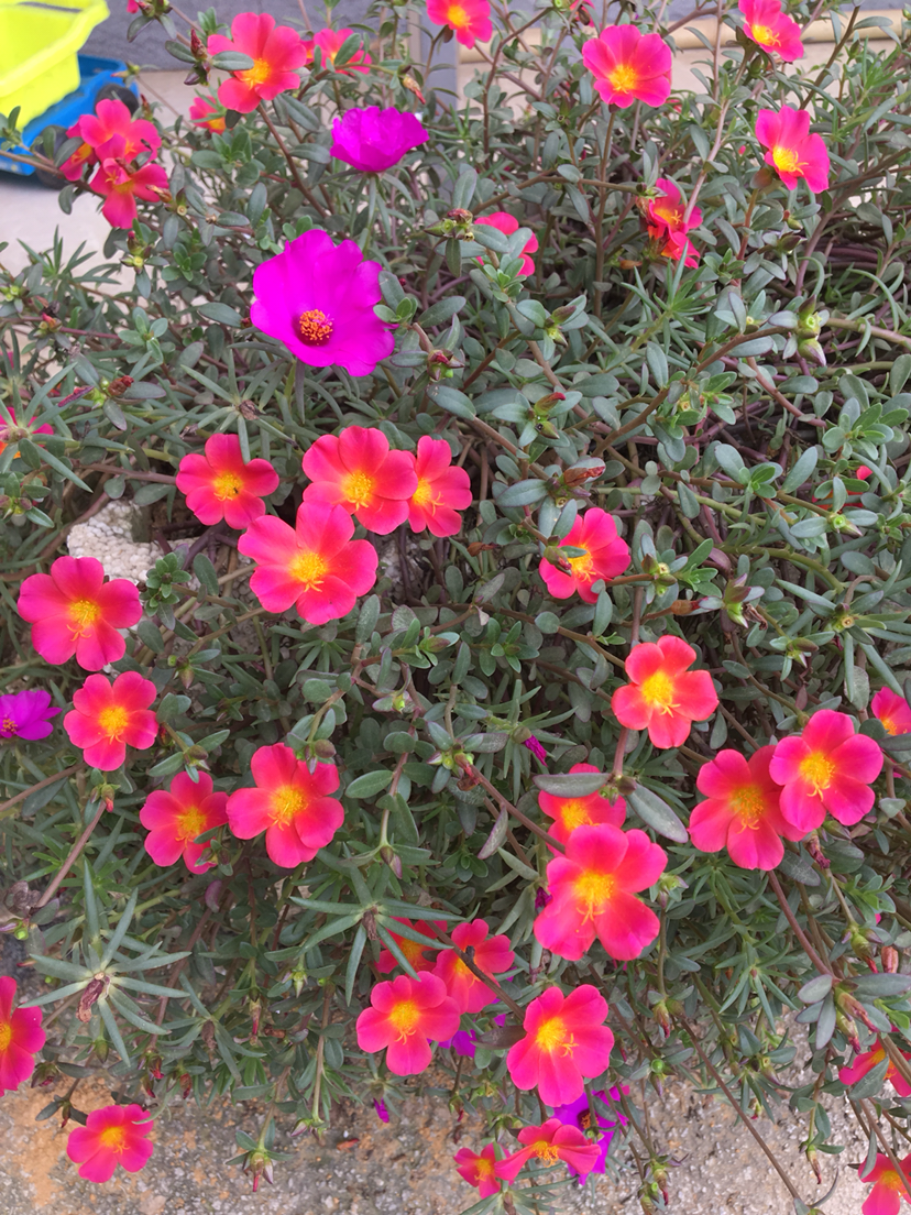 真正的“花坚强”，墙缝、地缝都长满，开花特别旺