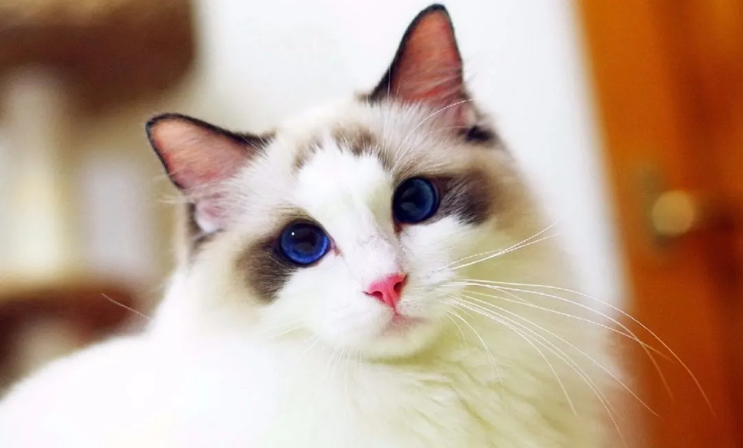 白色长毛猫（白色长毛猫蓝眼睛是什么品种）-第3张图片