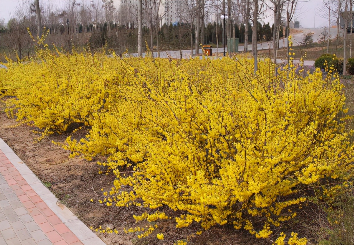 它叫"连翘",像极了迎春花,目前百元1公斤,山中遇到请珍惜