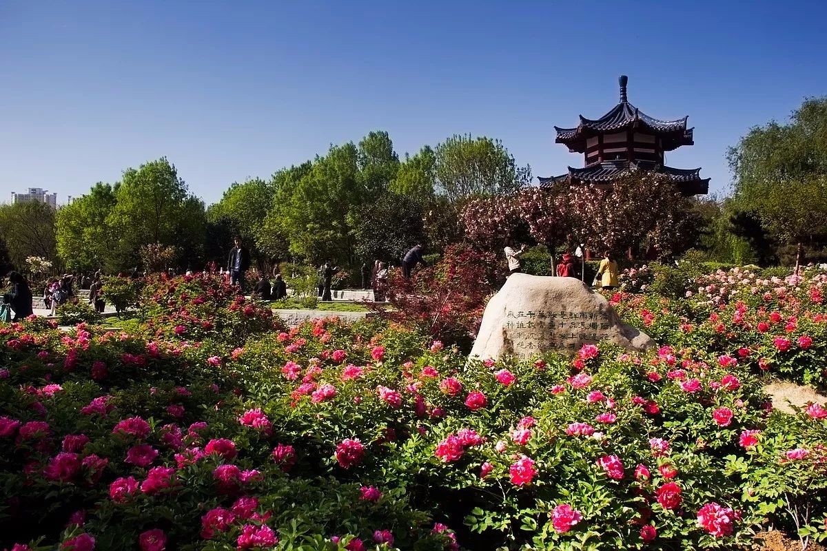 洛阳赏牡丹最好的地方_洛阳牡丹园 - 励志人生