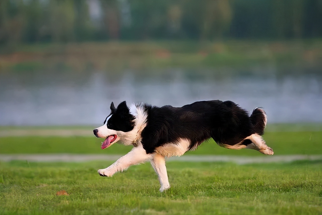 边牧明明智商排第一，为什么却当不了警犬？