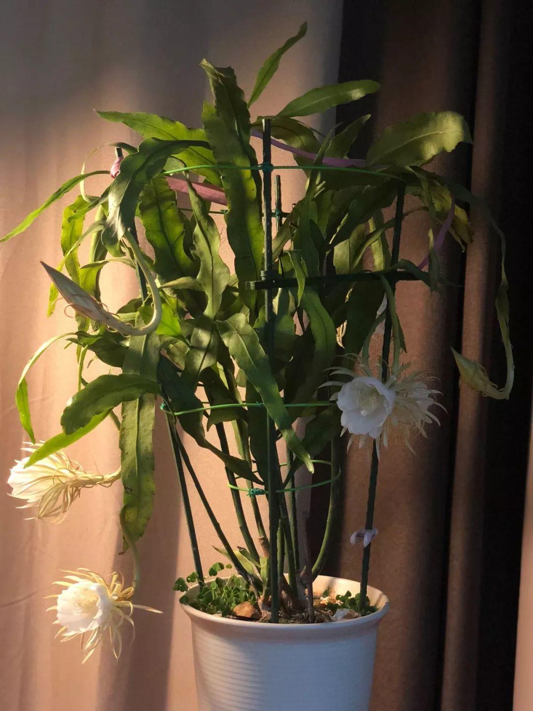 昙花的养殖方法 昙花为什么不能送人-思宇生活