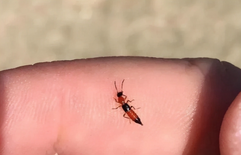 有翅膀的蚂蚁会飞吗(俗称"飞蚂蚁",酷似长翅膀的蚂蚁,若遇到别用手拍