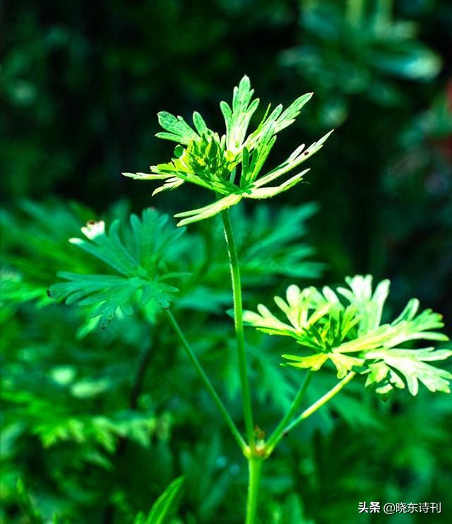 庚子端午诗词大会65首，汨罗江畔锁烟霞，竹叶千年裹粽粑