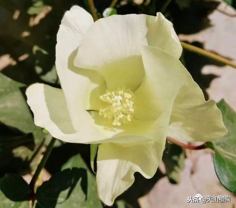 棉花原产地在哪（了解棉花的发展历史与介绍）