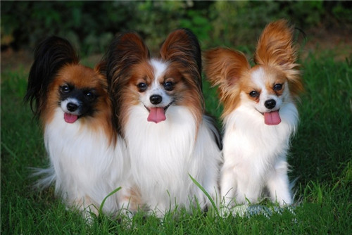 七种颜值高、受喜爱的小型犬，想养小狗的对照一下哪种适合自己