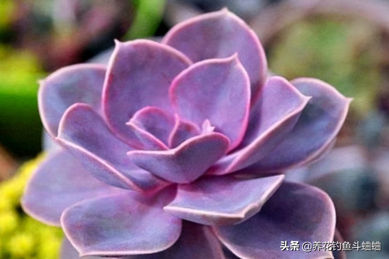 多肉初恋有“三怕”,稍微不注意就会黄叶死掉,新手花友要注意