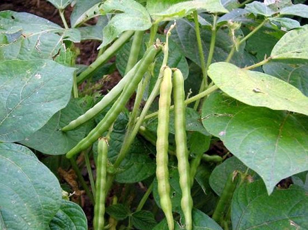 红腰豆植物图片