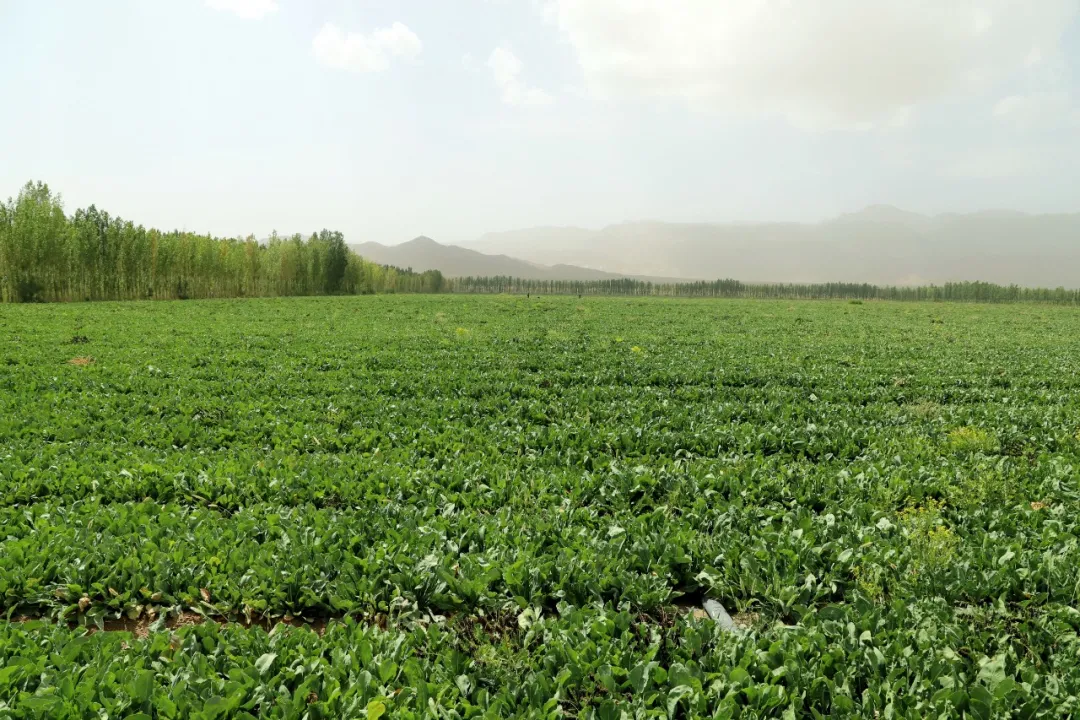 板蓝根种植每亩利润 板蓝根一亩地能产多少斤 - 汽车时代网