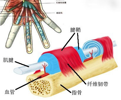 这个病，很多时候都是累出来的，休息基本能恢复，用药只是辅助！