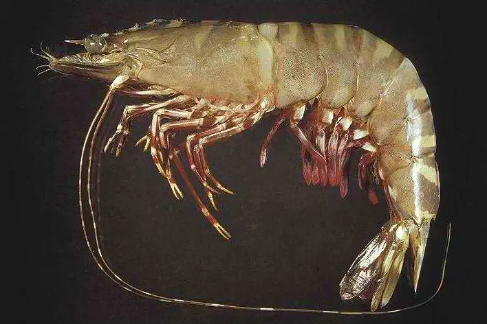 新西兰鳌虾图片（世界中小型主流虾类大合集）