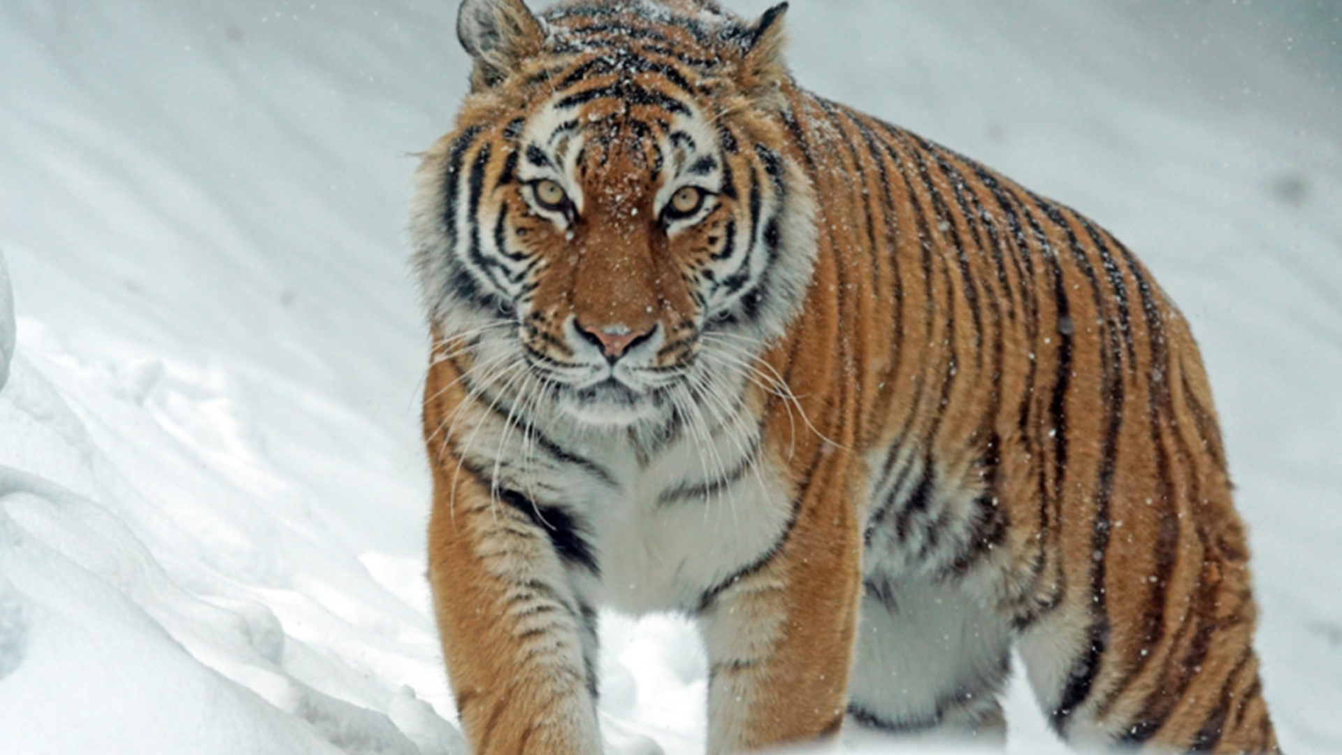 老虎一共有几个亚种?白虎和金虎是独立亚种吗?