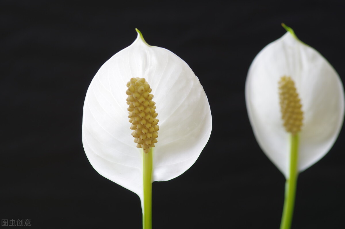 教师节别给老师送花束了，聪明人送5种盆栽，让老师“记忆深刻”