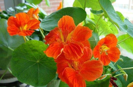 旱莲花怎么种植方法(旱莲花怎么种植方法视频)-币圈之家