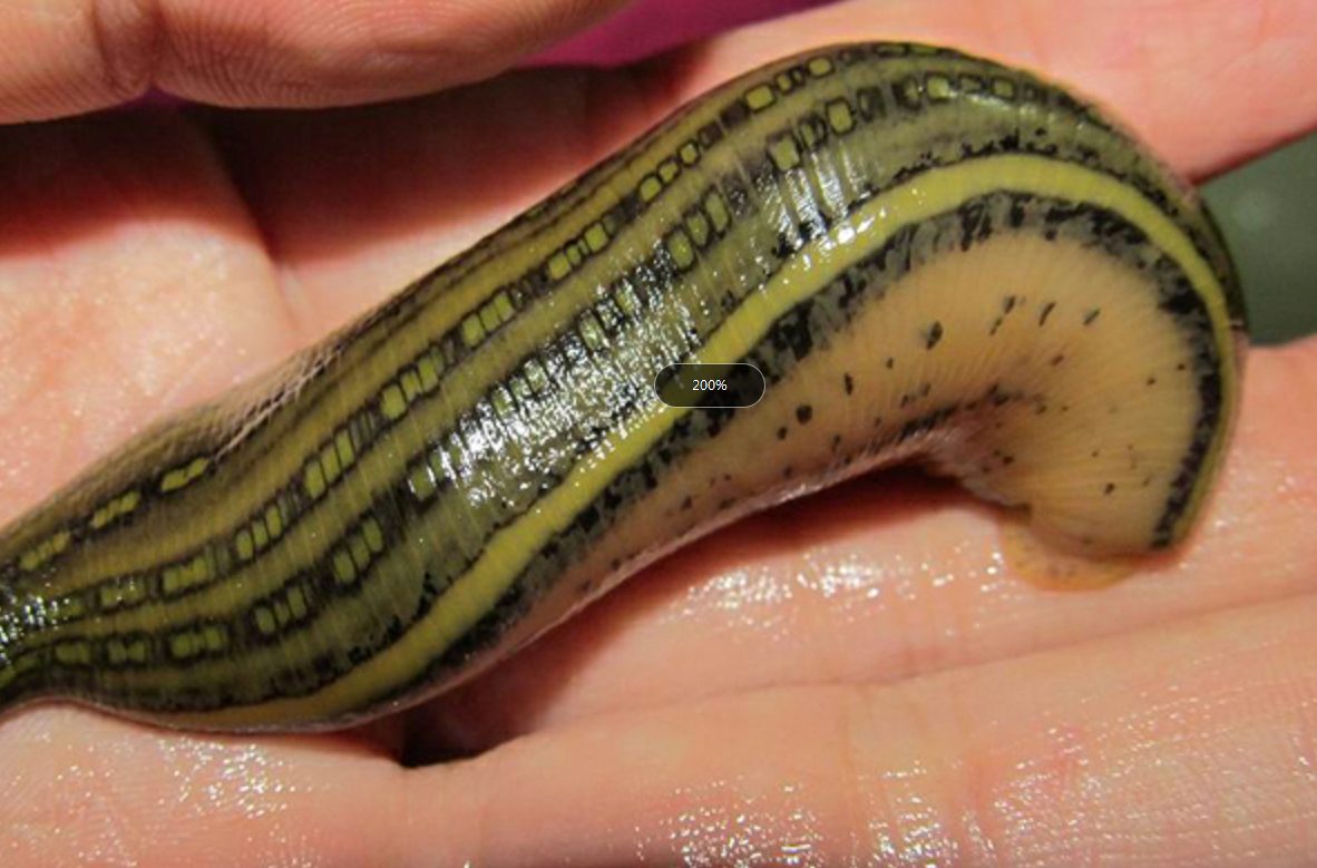 水蛭价格(水蛭在澳洲泛滥成灾) - 价格百科