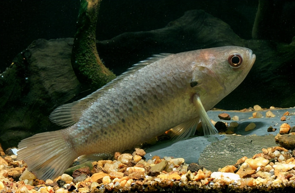 过山鲫:没"出息"的鱼,能上岸行走,却会被水淹死,还视为害鱼