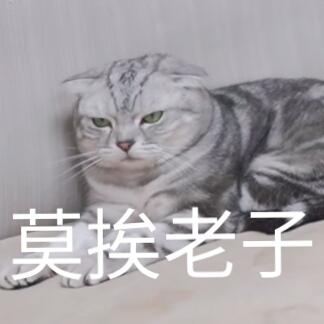 蒂姆嘟嘟tim猫品种(今天的猫猫也是元气满满呢)