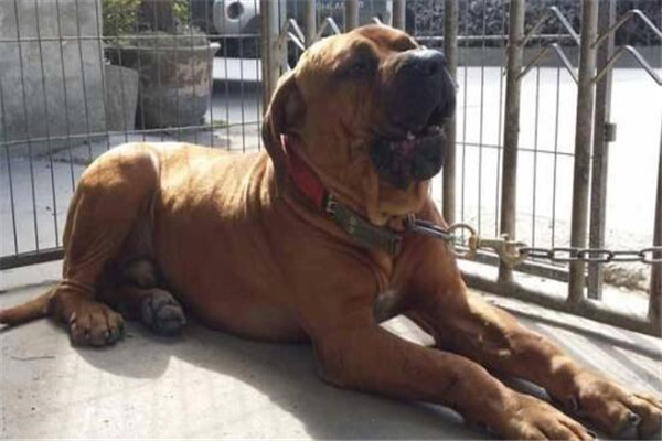 世界十大凶犬最新排名 第七被称为杀人犬，建议最好别养