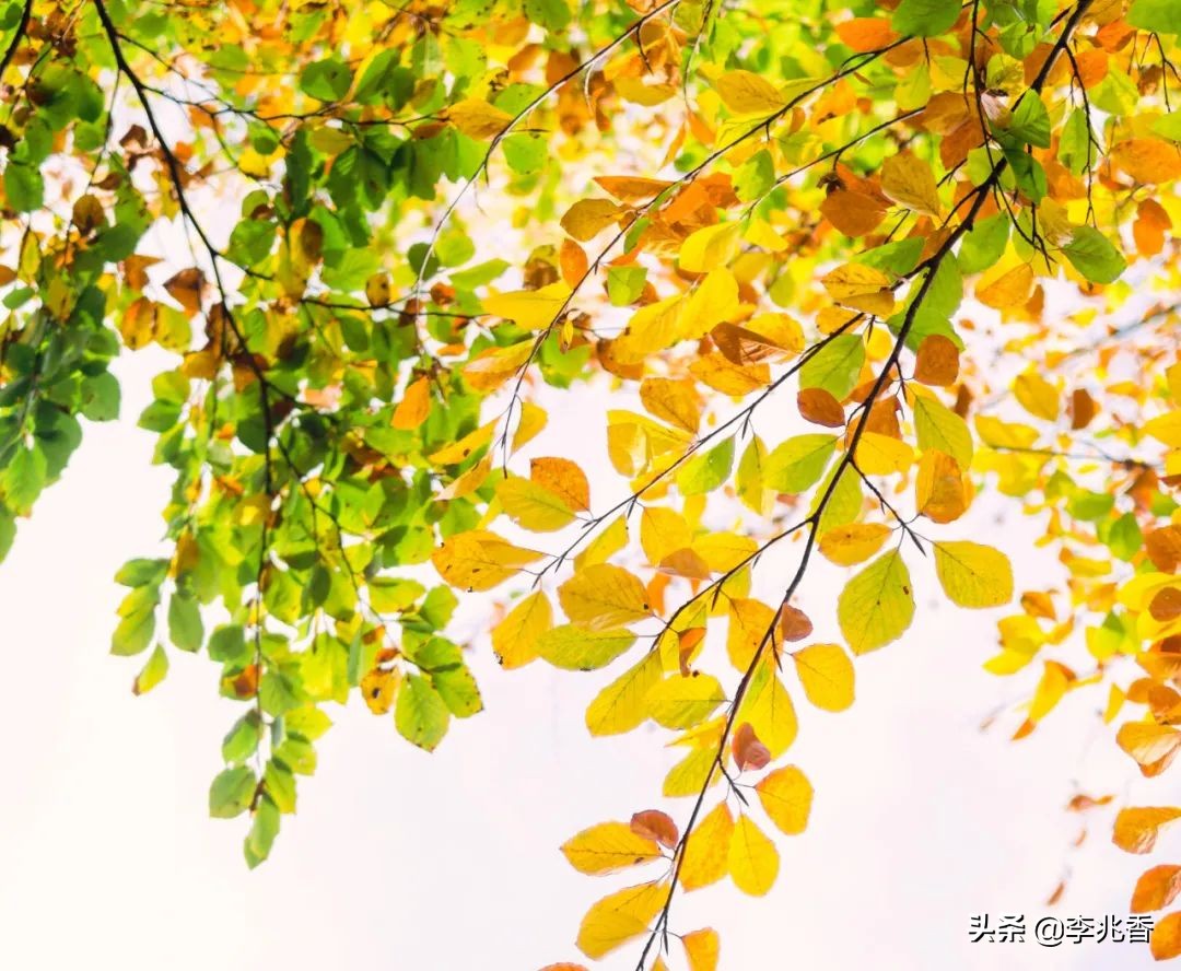 金秋唯美短句，请您欣赏秋天美丽的景色图片和文字