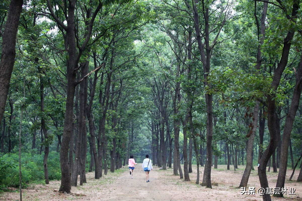 杉木“跌跌”不休未尝是坏事，农民朋友可以采取三种方式应对