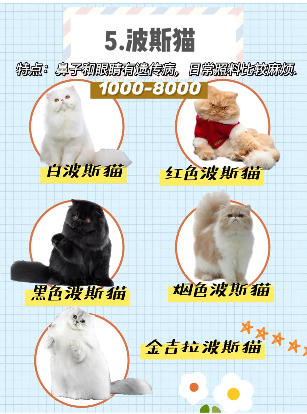 虎斑貓價格,寵物虎斑貓價格