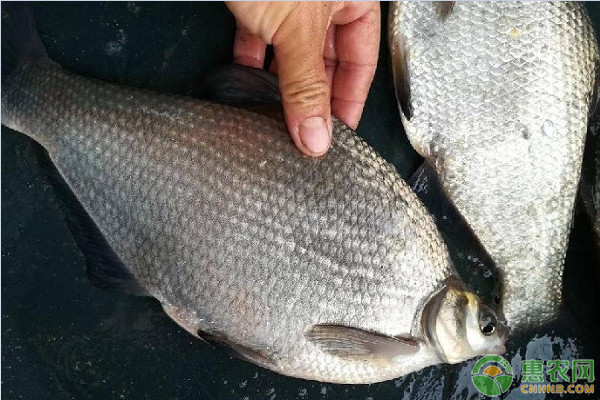 农村这种食草鱼，头小含肉量高，生长快易饲养，市场价20元一斤