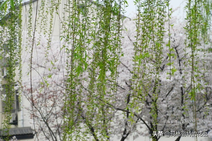 柳树什么时候发芽（山东柳树什么时候发芽）-第18张图片-巴山号