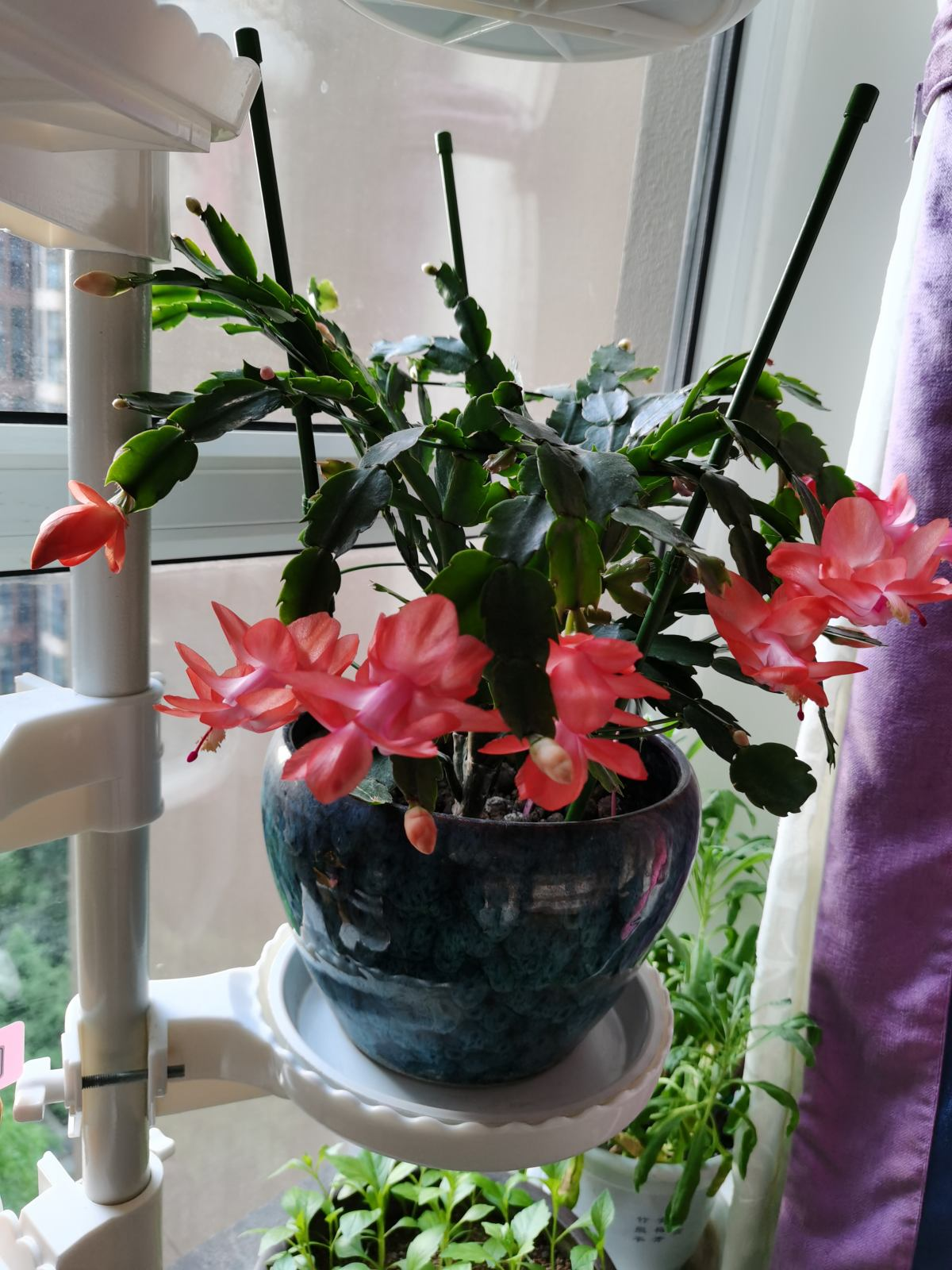 天气越来越热，植物开始进入休眠状态，抓住要点养护是关键