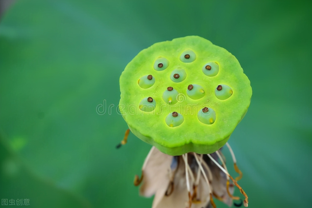 花草中的“狸猫”和“太子”，有些假的可笑，却能月销过万