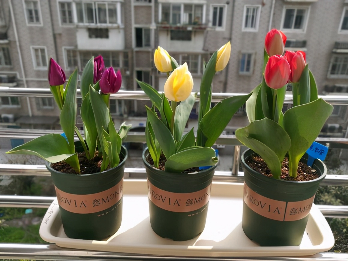 你养的花，可能是“毒花”，盘点8种常见毒花