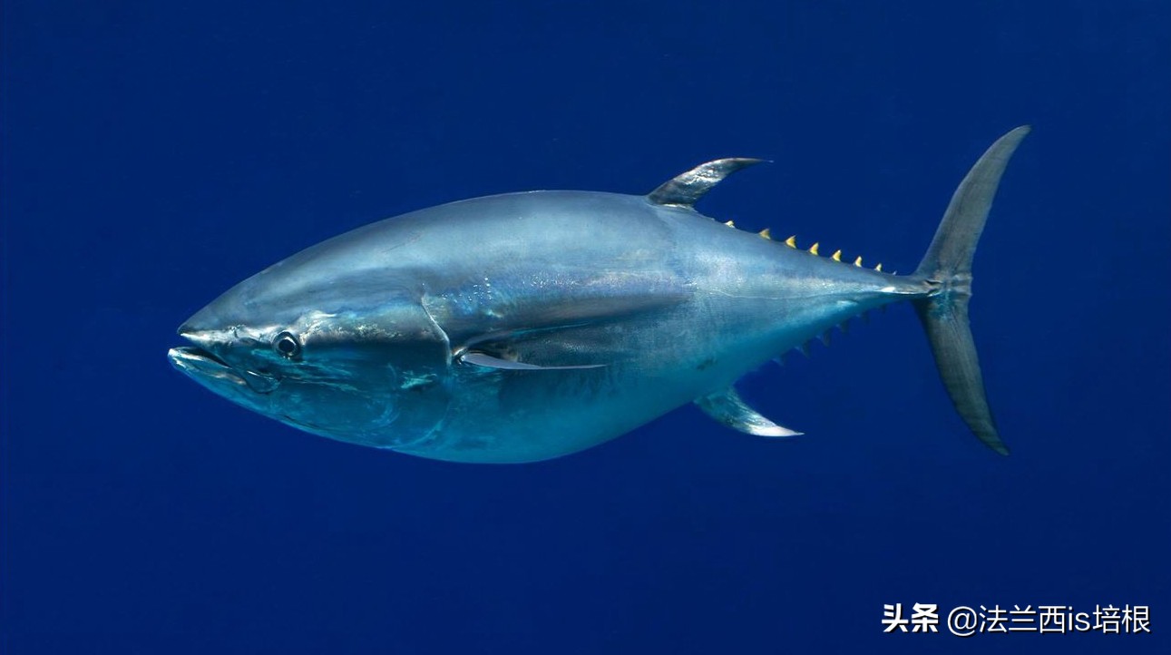 黃劍魚多少錢一斤(旗魚劍魚金槍魚) - 深圳信息港