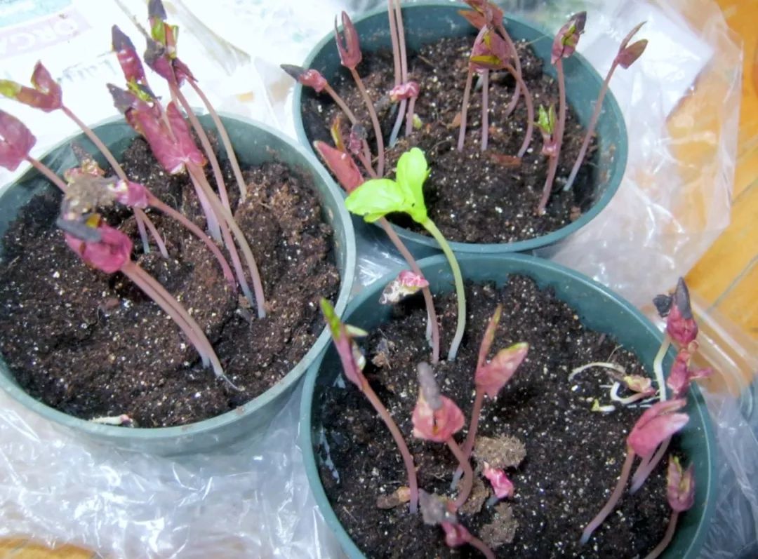 五颜六色的爬藤牵牛花,春末在盆里埋入几粒种子,开出灿烂花朵