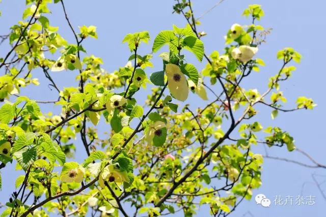 中国野花观花地点推荐