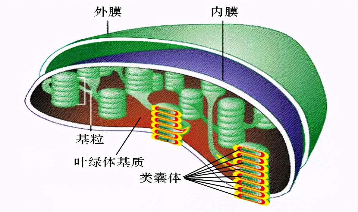 叶绿体的类囊体薄膜图片