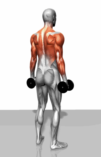 做的動作練什麼肌肉，你真的知道嗎？