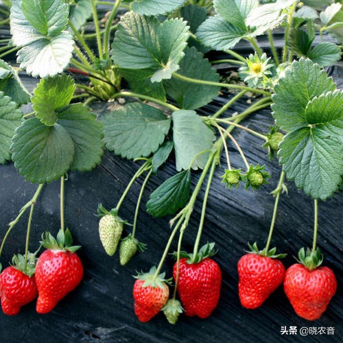 今日无锡草莓价格，西安草莓价格今日价