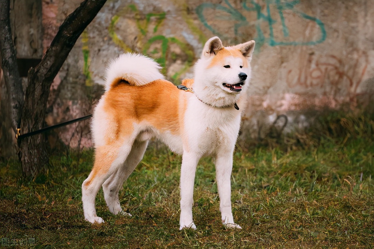 柴犬是秋田犬嗎(4個地方正確區分柴犬和秋田犬)