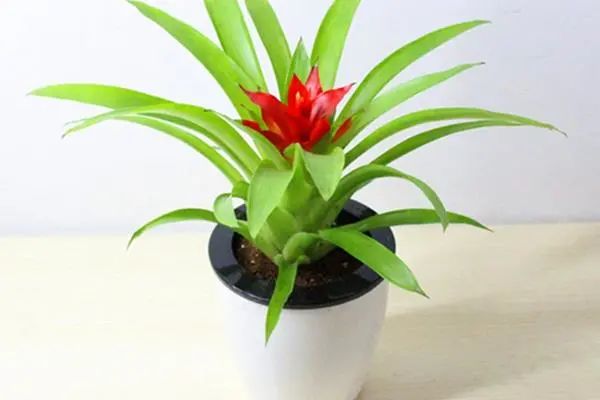 常见50种植物（50种常见的室内盆栽绿化植物）