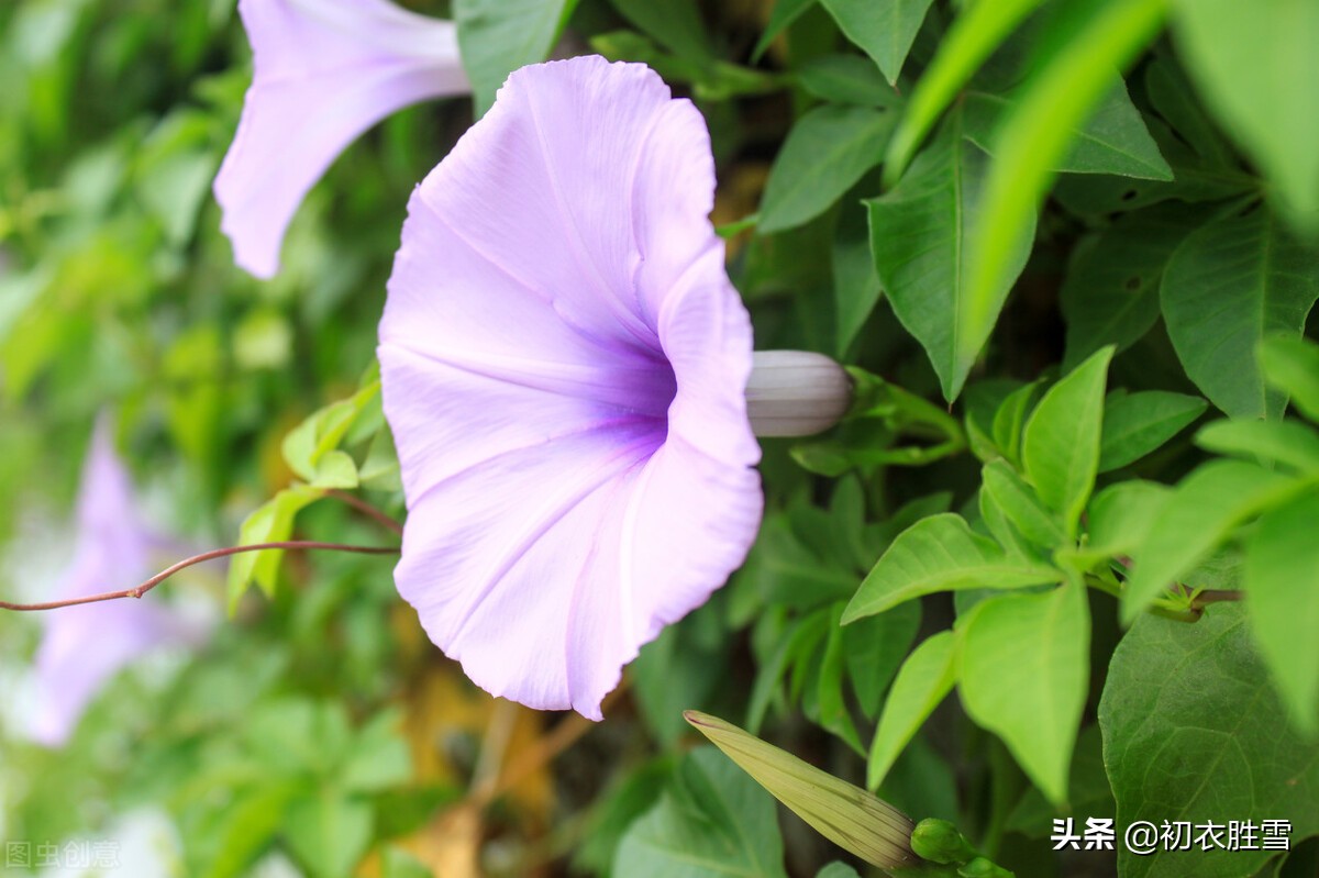 五月朝颜，牵牛花五首：名在星河上，花开晓露间，竹引牵牛花满街