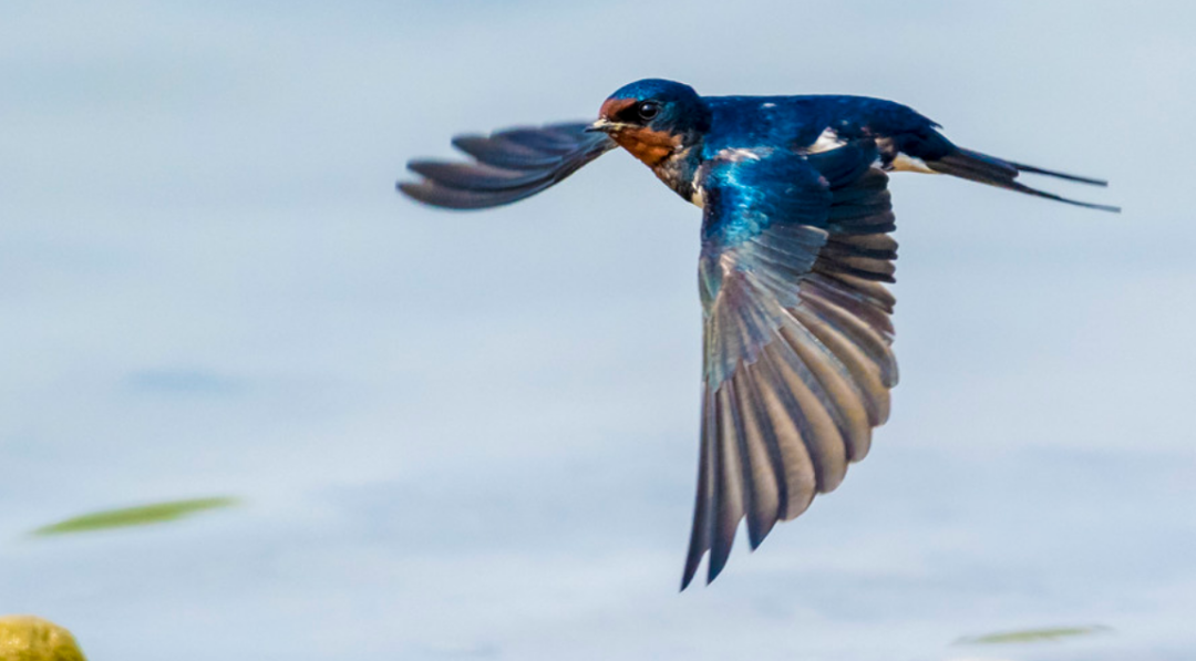 白腰雨燕多少钱一只雨燕连交配和睡觉都不落地