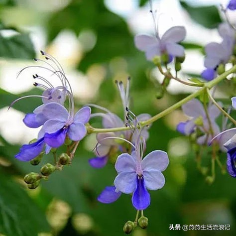 蓝蝴蝶花泡水喝的功效（蓝蝴蝶泡水喝的功效与禁忌）-第4张图片-巴山号