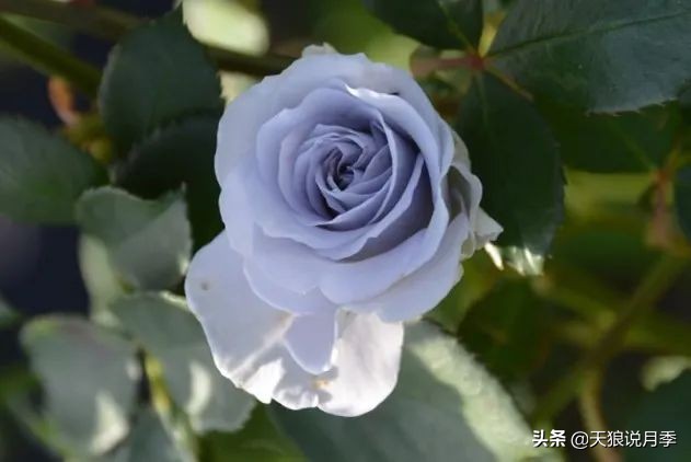 2020世界新品月季大赏，一起来看看都有哪些值得期待的新品种