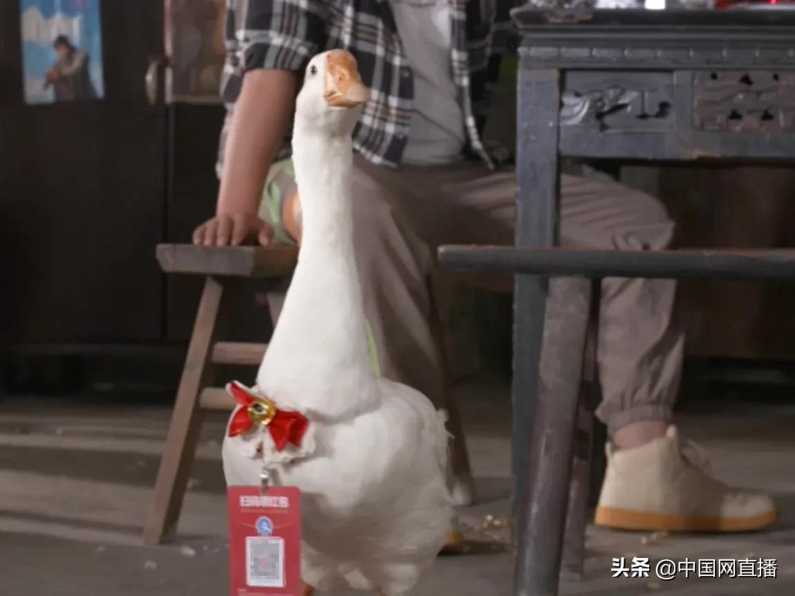 重庆一茶馆的大鹅“店小二”真特殊，倒茶不会，卖萌一流
