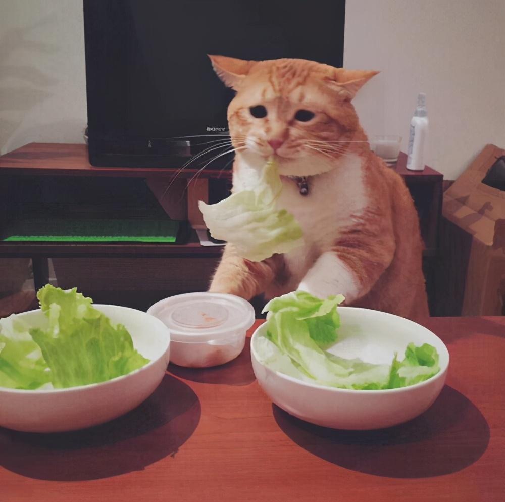 猫咪有泪痕，记住“三不吃、五多吃”，跟泪痕说再见