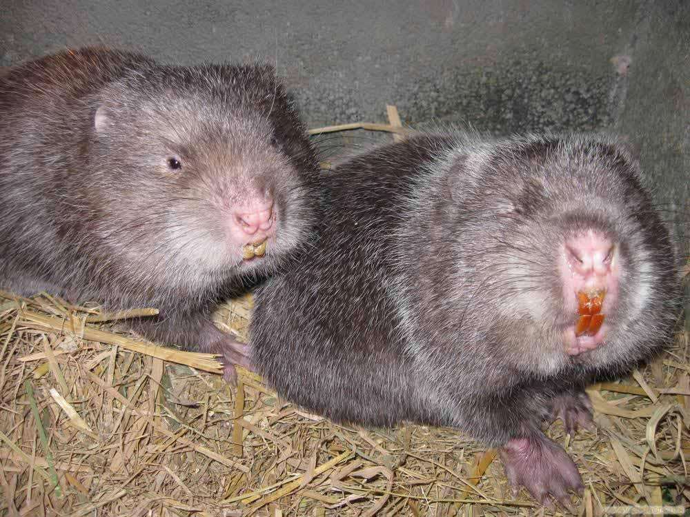 2020年野生动物还能够人工养殖吗，这类养殖户的出路在哪里？