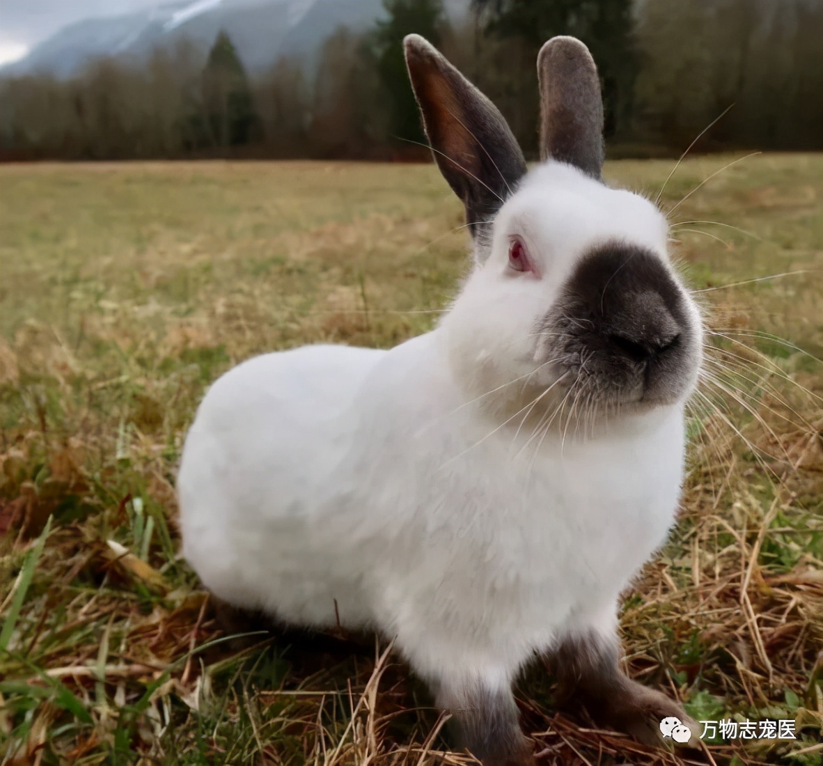 外国兔子品种图片