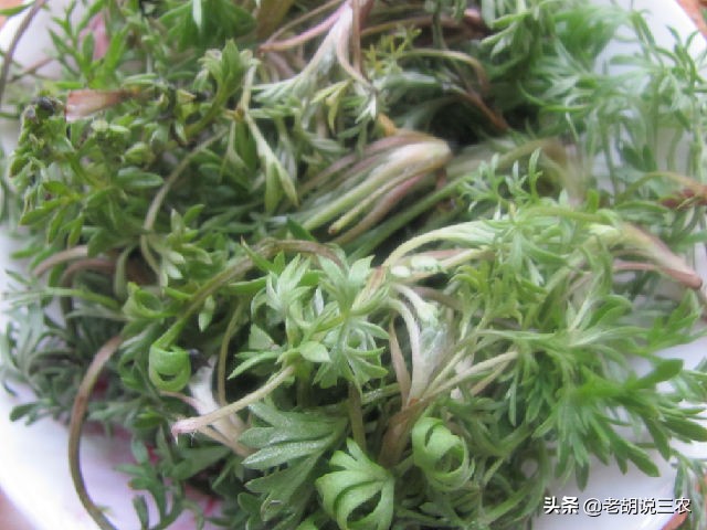 30元一斤的白蒿,種植方法竟如此簡單,自己也會種,何必花錢買?