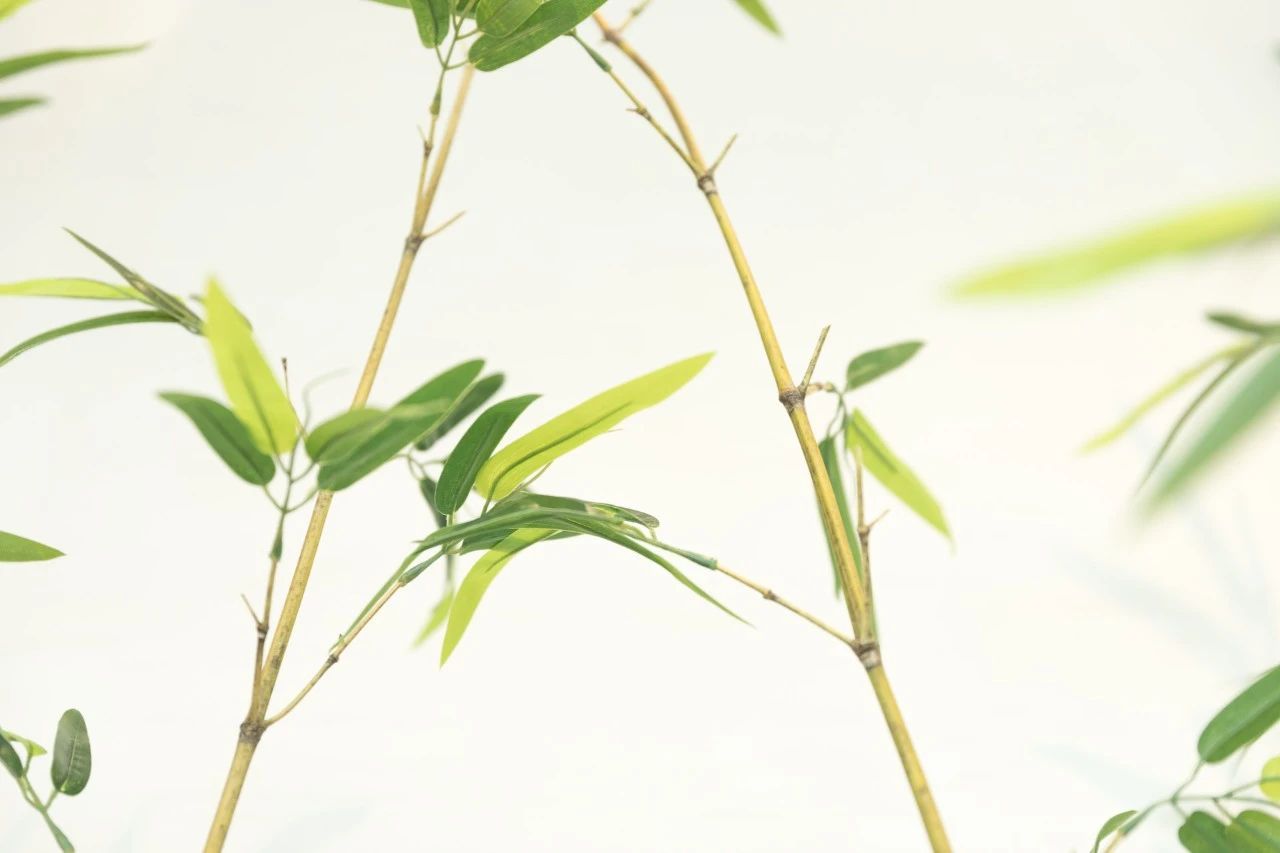 八首温柔诗词：愿被岁月温柔以待，不负流年