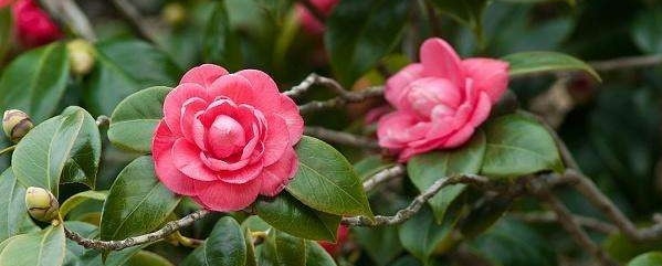牙根腐烂严重怎么办？专业治疗方案来帮你解决困扰！